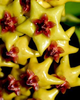 Hoya Densiflora (single plant)