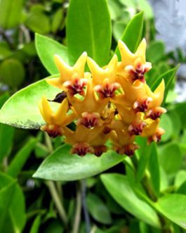 Hoya Densiflora (single plant)