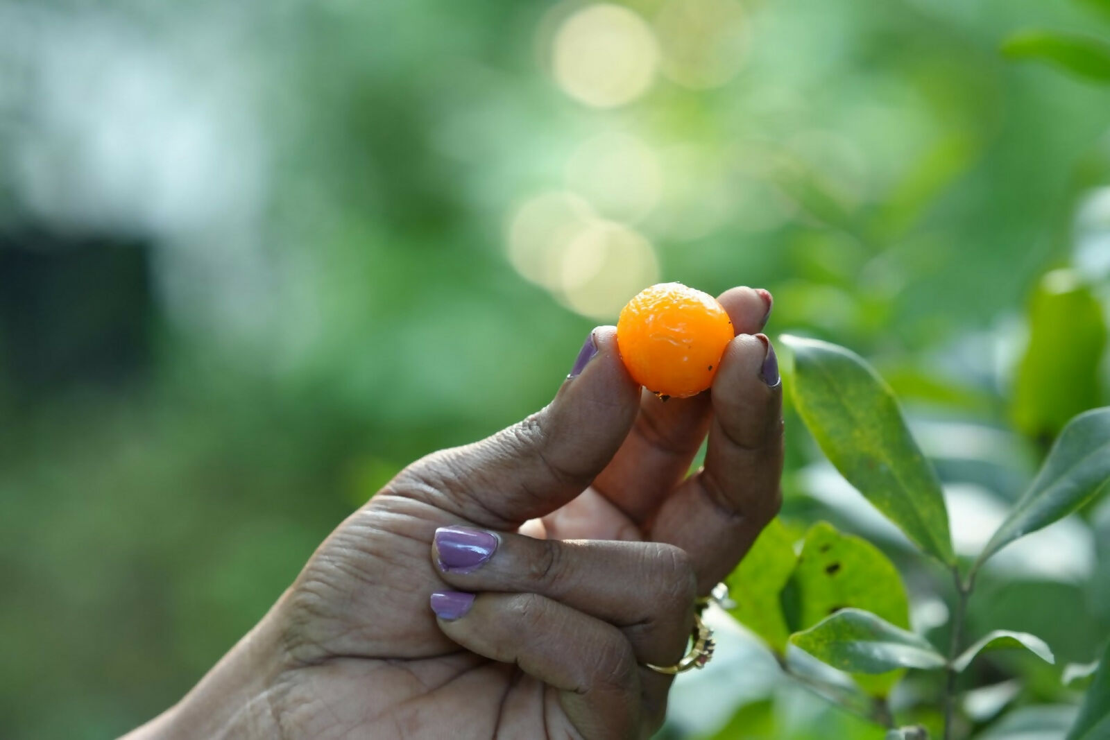 Guayas / Spanish Lime – Live Grafted - Keyfarm Wayanad