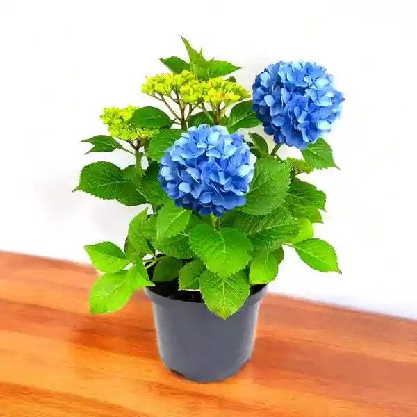 Hydrangea Macrophylla Blue Plant