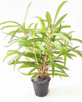 Hygrophila "Tiger"/ Hygrophila Sp. "Araguaia" (Pot)