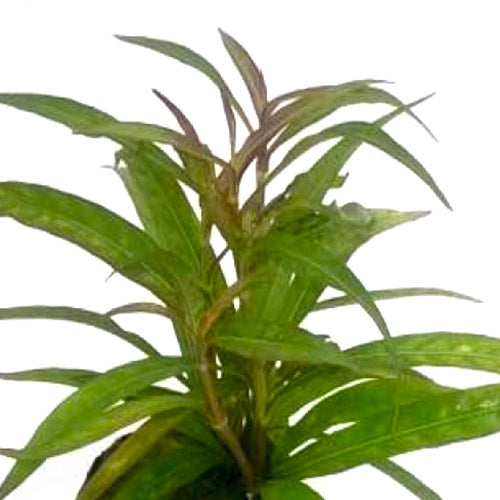 Hygrophila quadrivalvis Needle Leaf (3 stems)