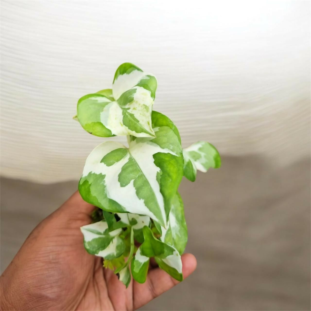 N Joy pothos / Enjoy pothos