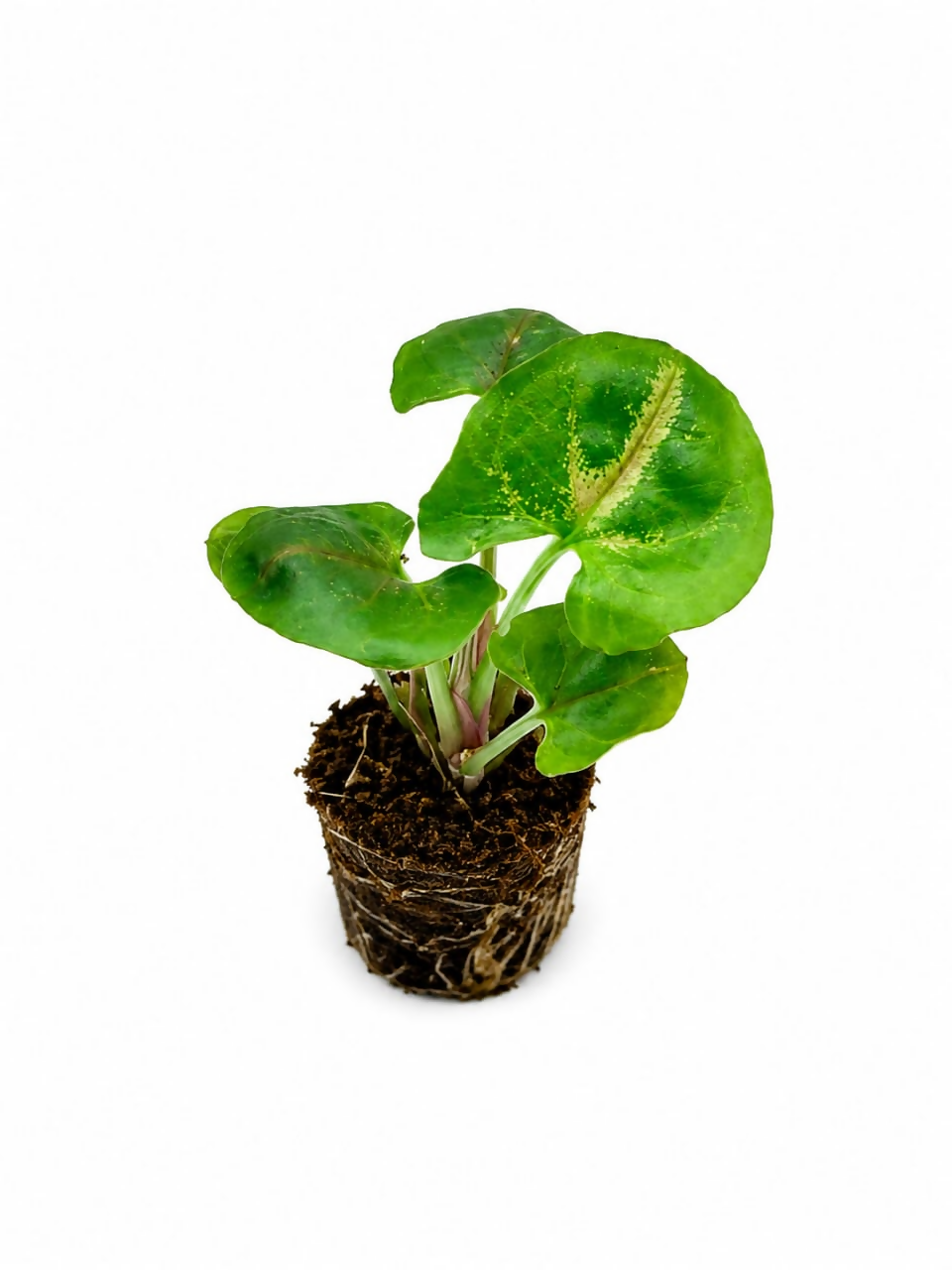 Syngonium Bronze
