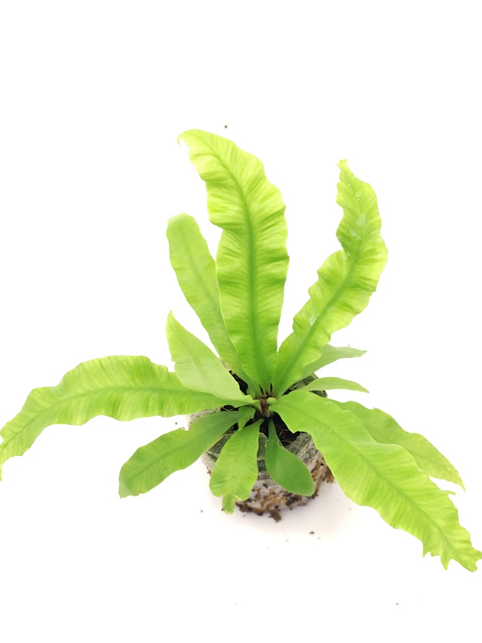 Crispy Wave Fern – Starter TC Plant - Ethereal DNA