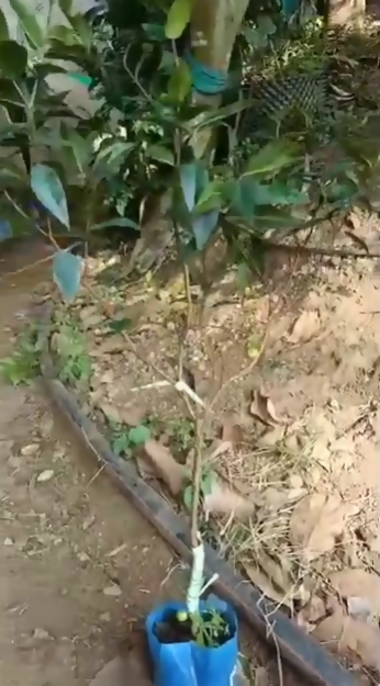 Peach Phitrantha – Live Grafted Exotic Fruit Tree - Keyfarm Wayanad