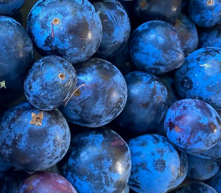 Davidson's Plum Fruit Plants (Davidsonia Pruriens)