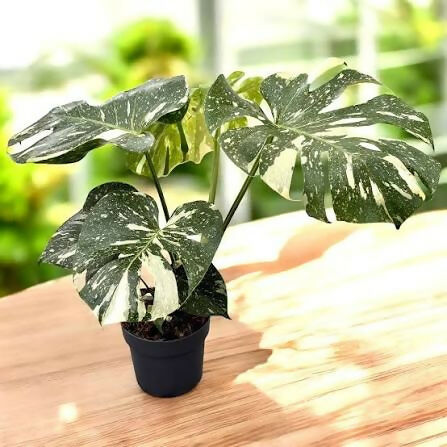 Monstera Deliciosa Thai constellation Variegated – Rare Collector's Plant - Aloevera Greens