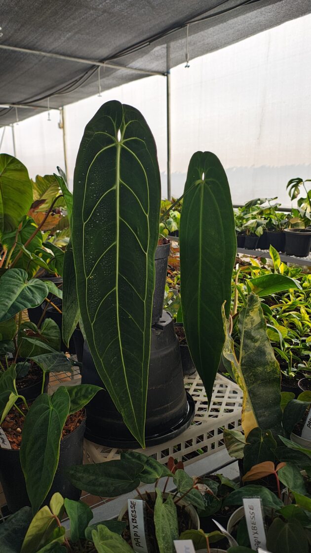 Anthurium warocqueanum / Anthurium Queen