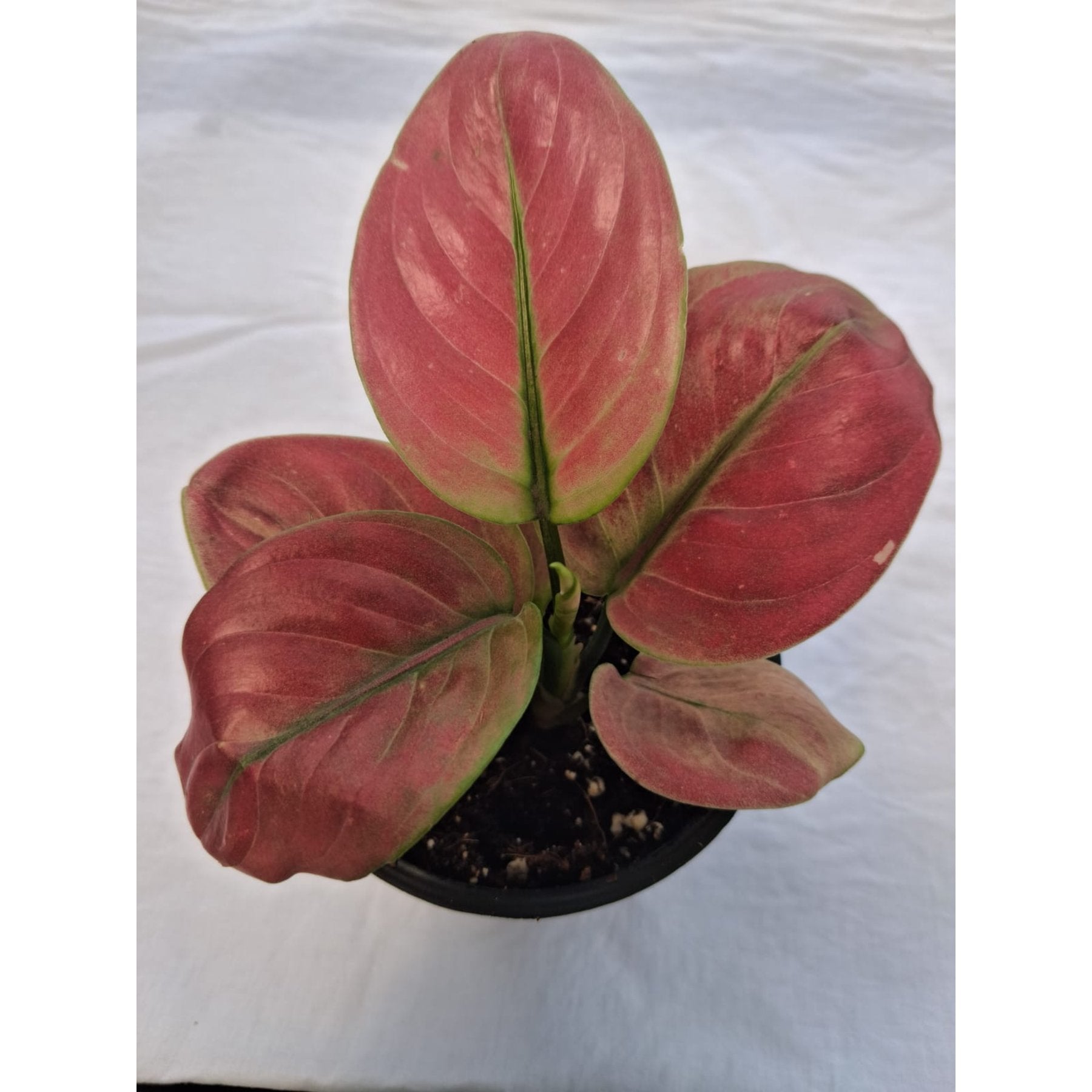Aglaonema Red Apple – Lush Aglaonema Red Apple plant with vibrant red and green foliage – Foliages India