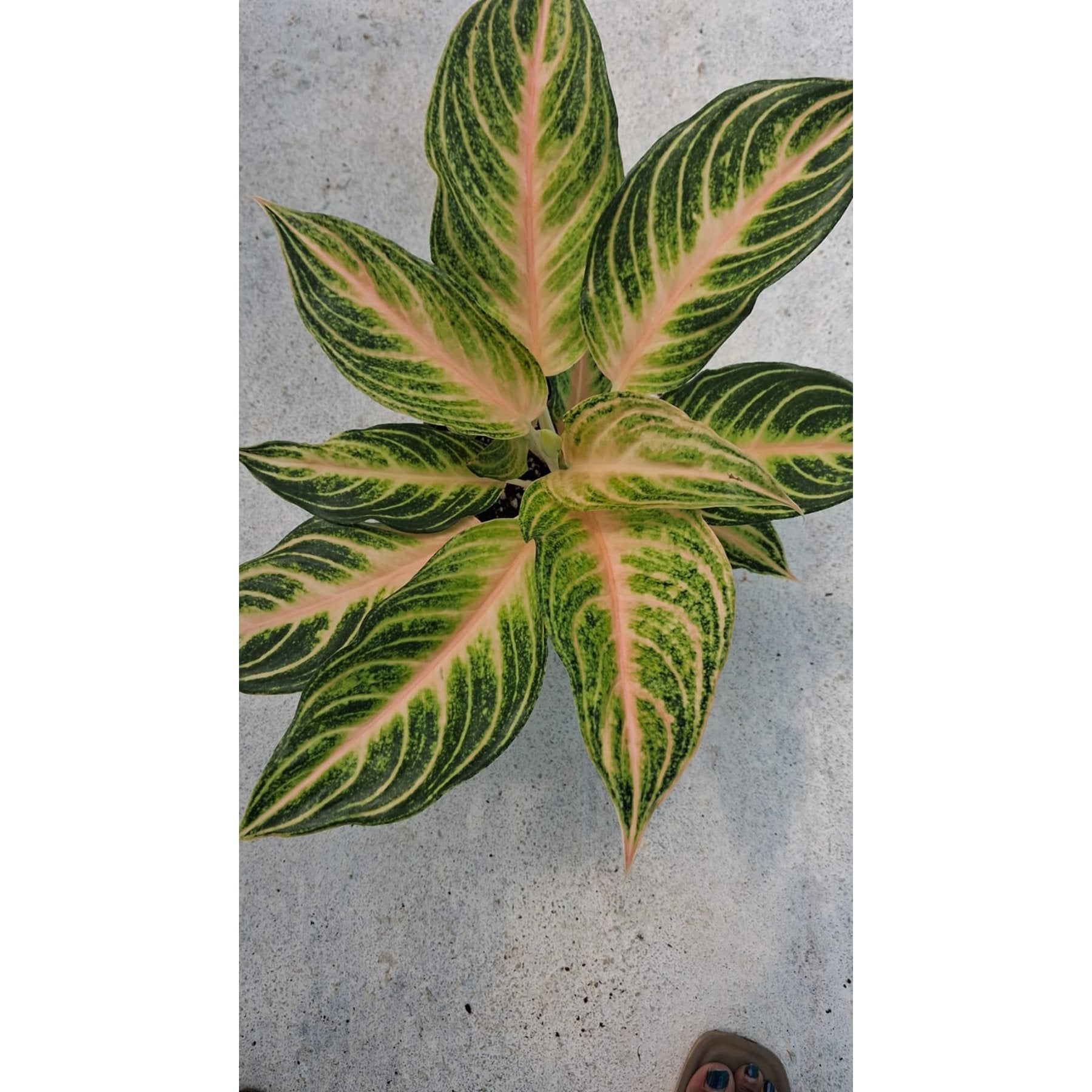 Aglaonema Pink Panama close up leaf detail – healthy nursery plant – Foliages.in