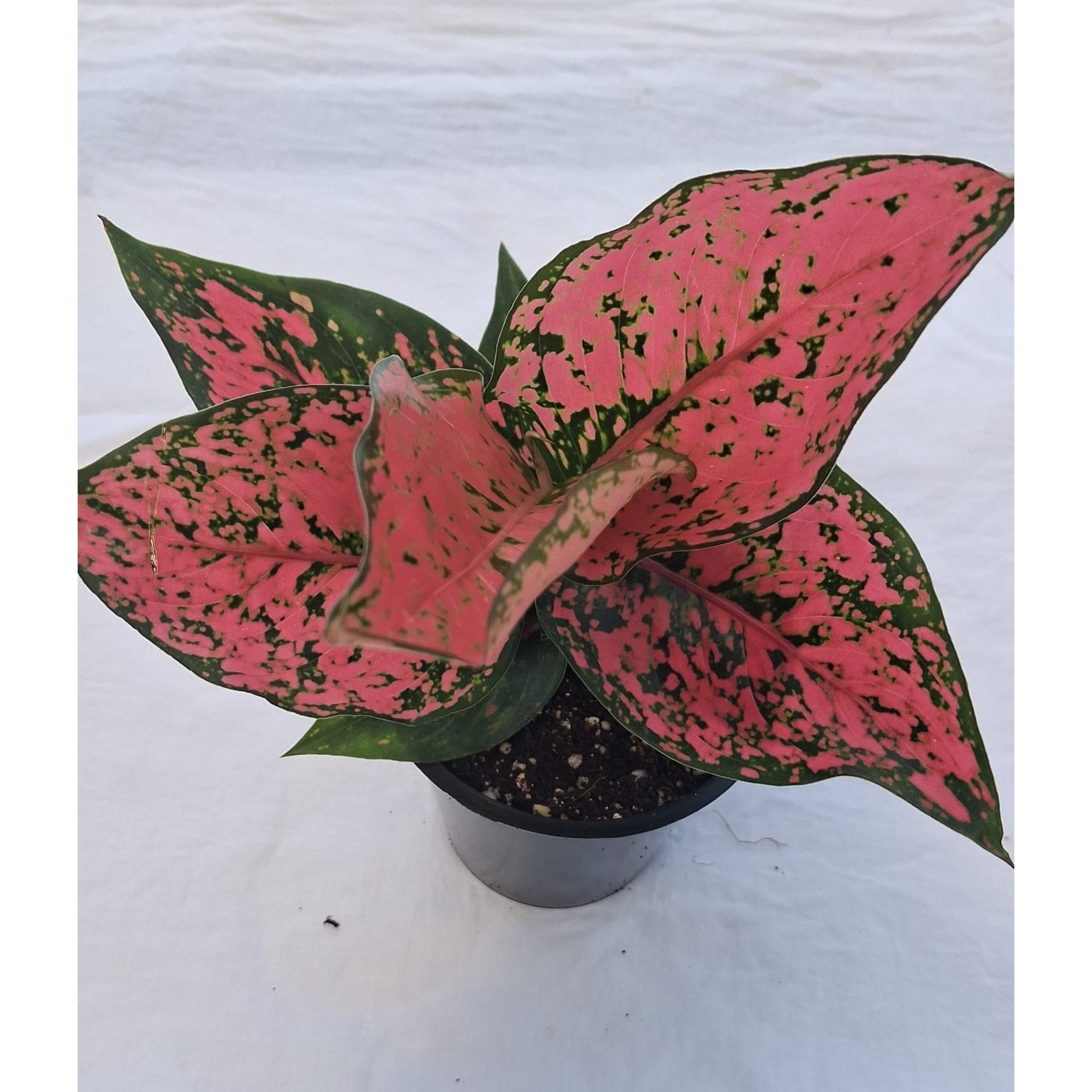 Aglaonema Red Kumkum close up leaf detail – healthy nursery plant – Foliages.in