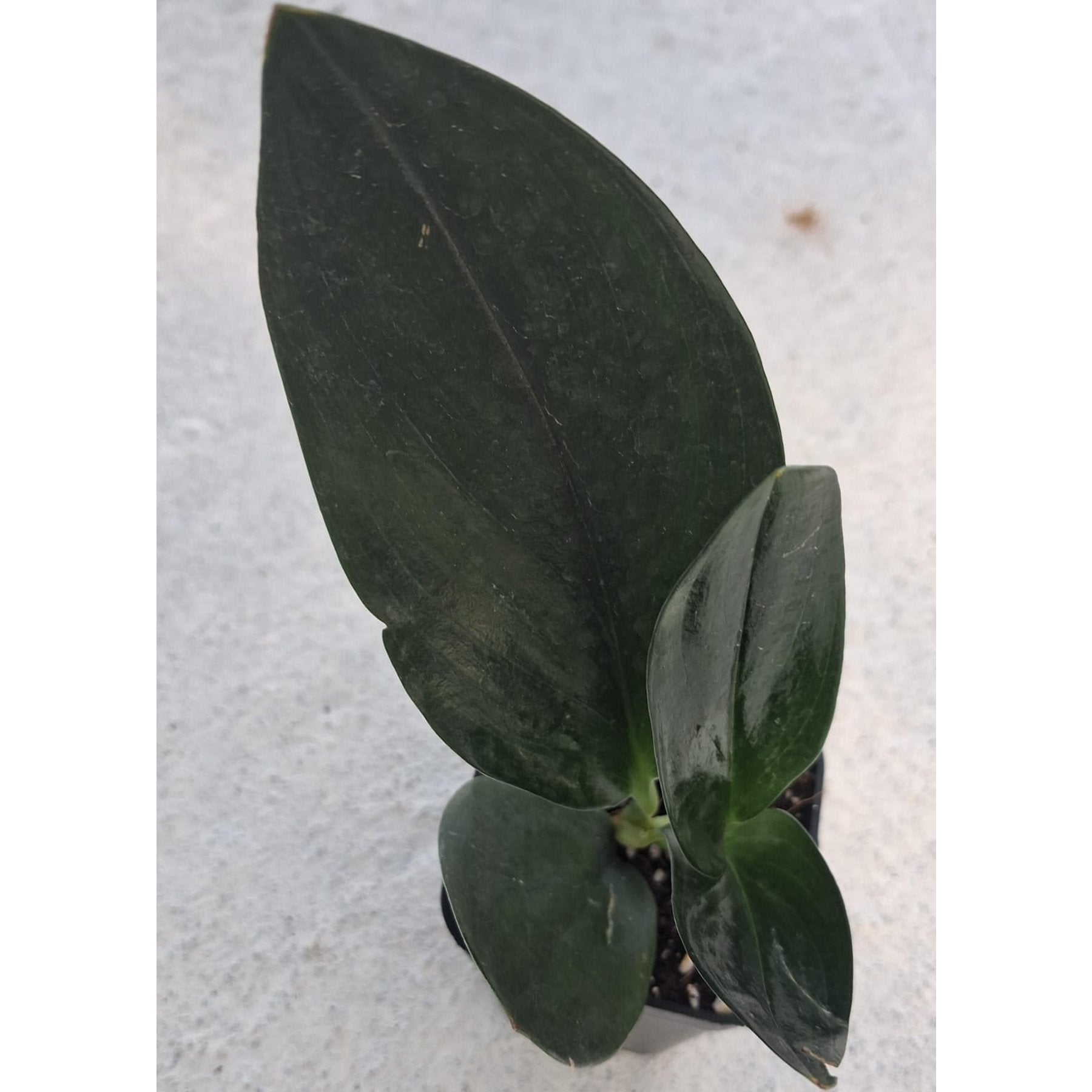 Black Dove Pothos close up leaf detail – healthy nursery plant – Foliages.in