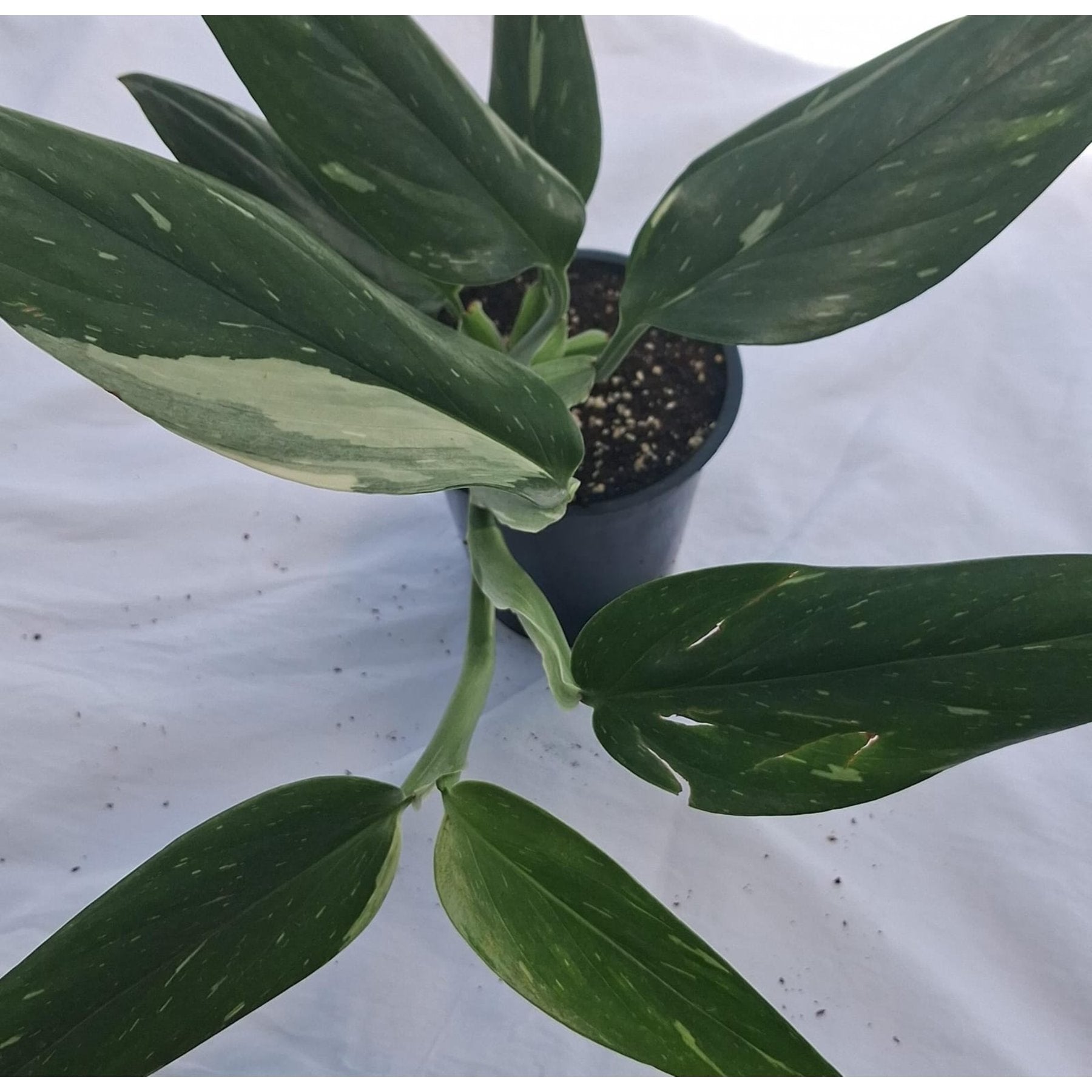 Monstera Standleyana Albo Variegated close up leaf detail – healthy nursery plant – Foliages.in