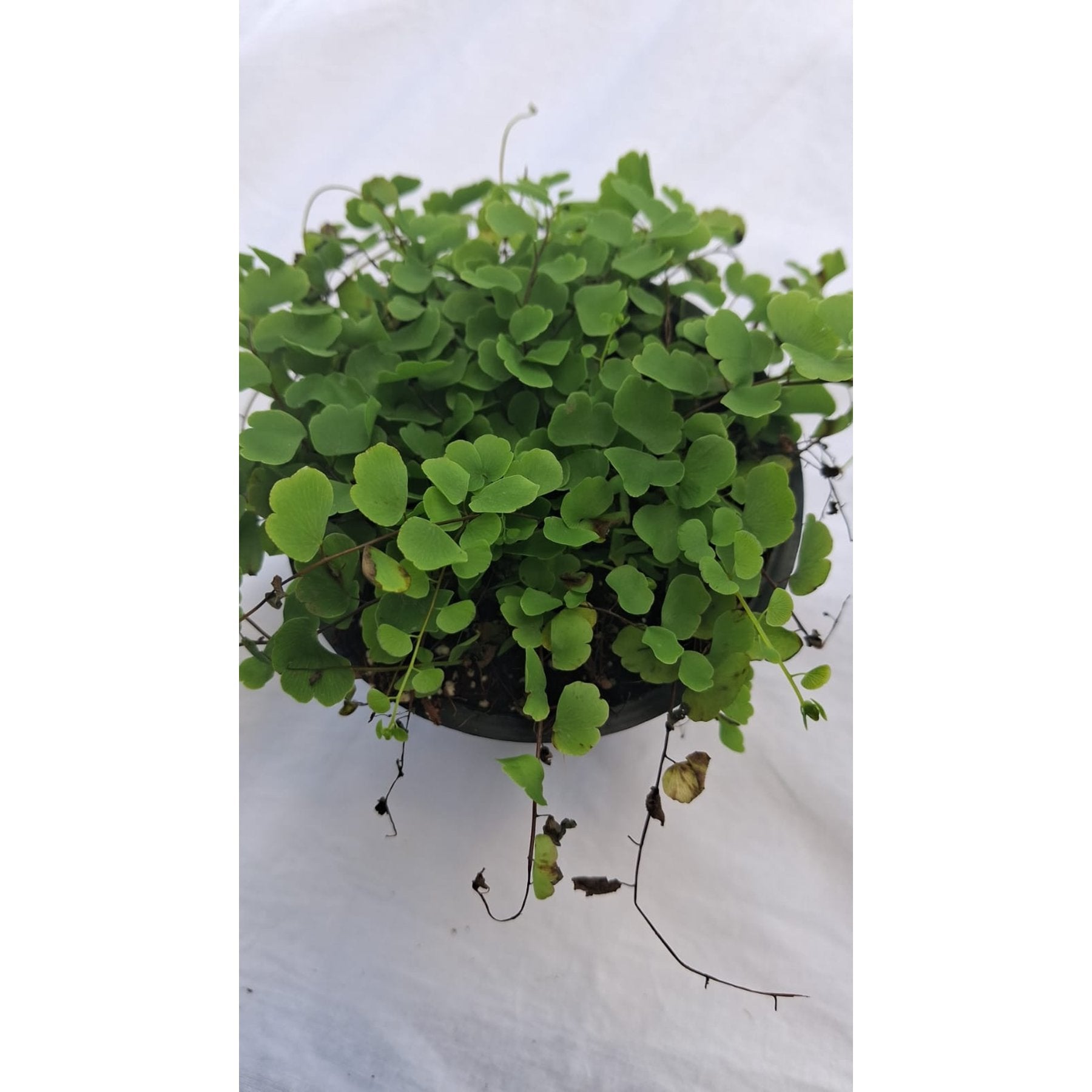Maidenhair Fern close up leaf detail – healthy nursery plant – Foliages.in