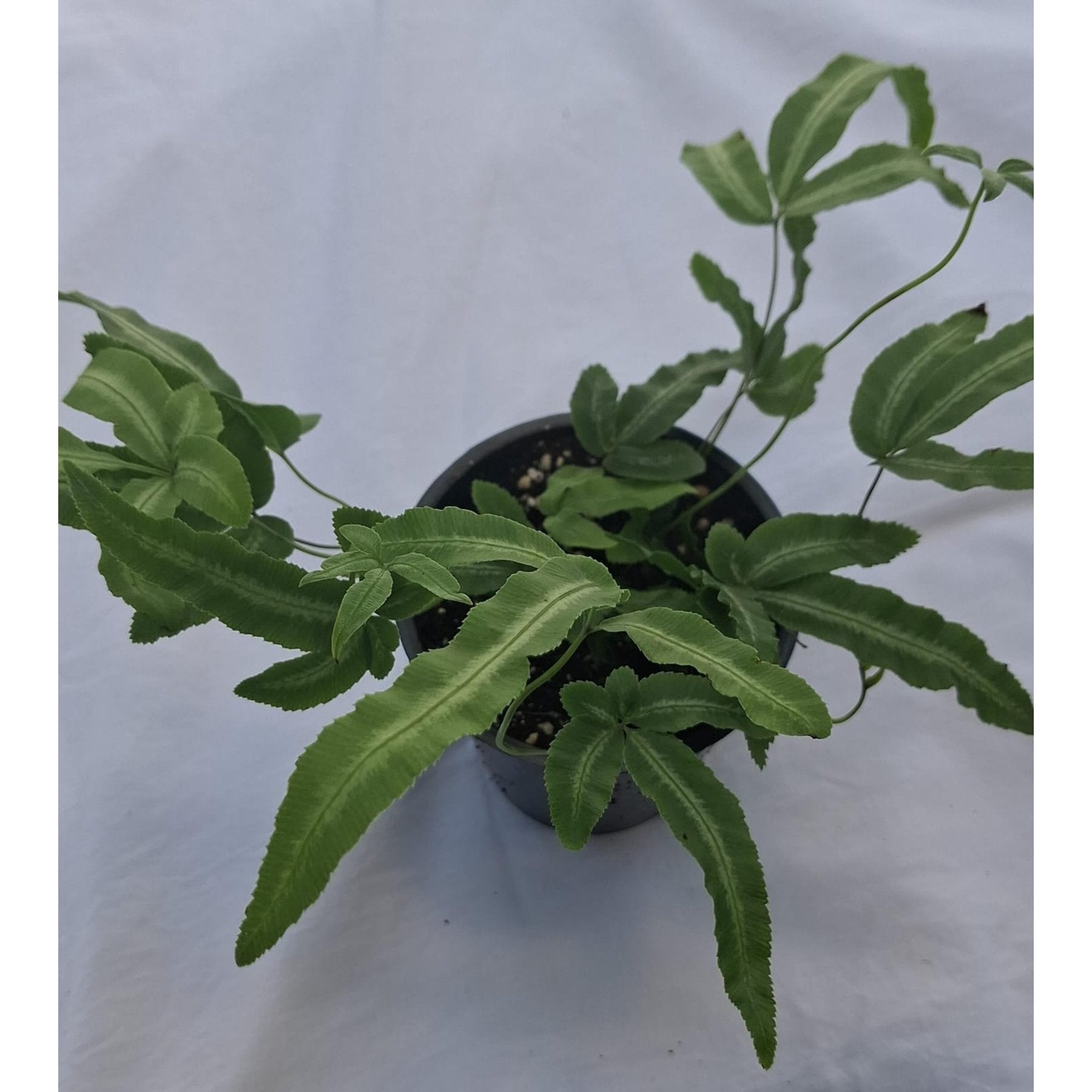 Silver Ribbon Fern close up leaf detail – healthy nursery plant – Foliages.in