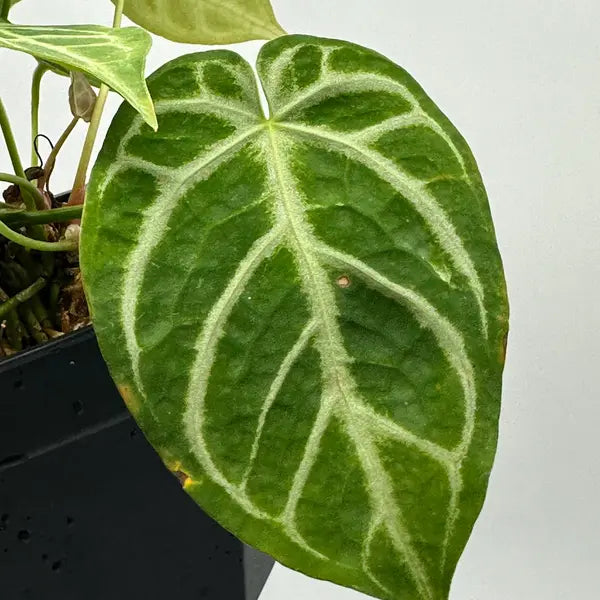 Crystallinum Hybrid - Rare