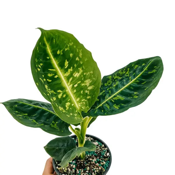 Dieffenbachia Reflector
