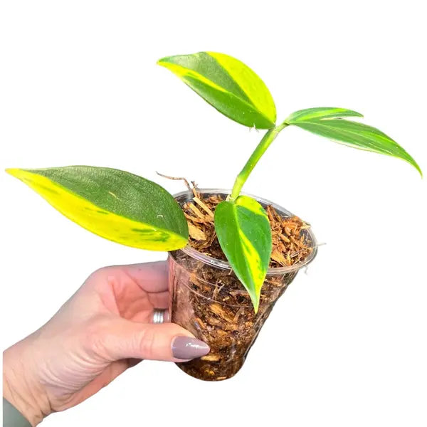 Scindapsis Coriaceus Varigated - Rare