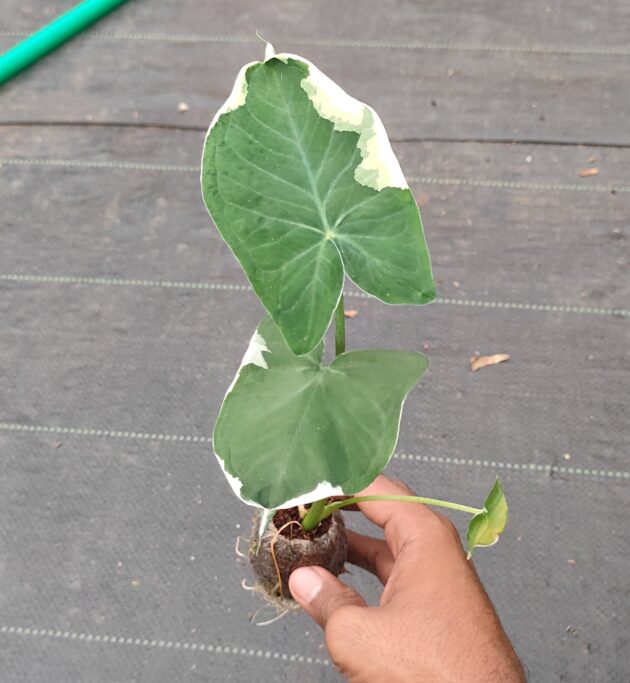 Alocasia Mickey mouse (small)