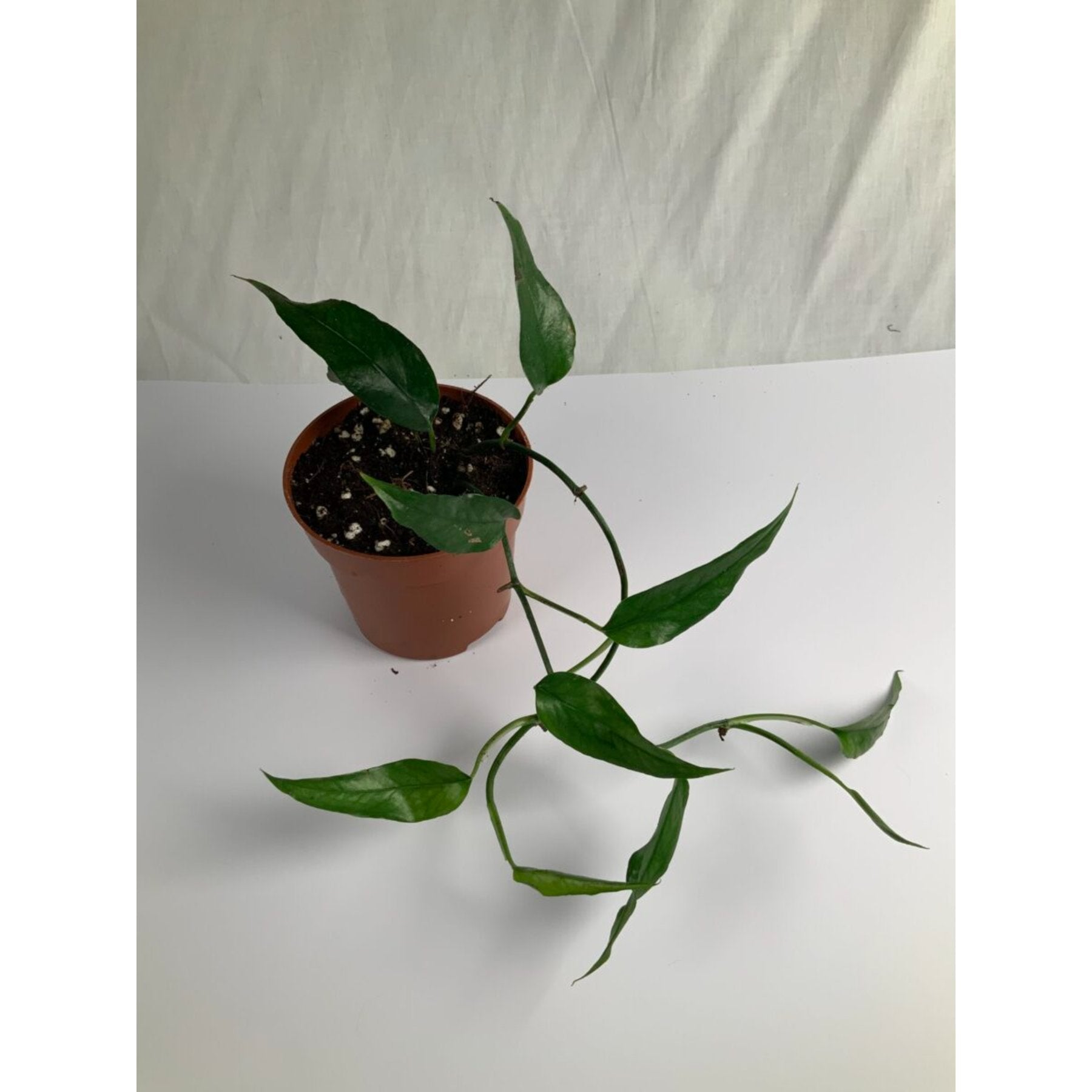 Skeleton Key Pothos close up leaf detail – healthy nursery plant – Foliages.in