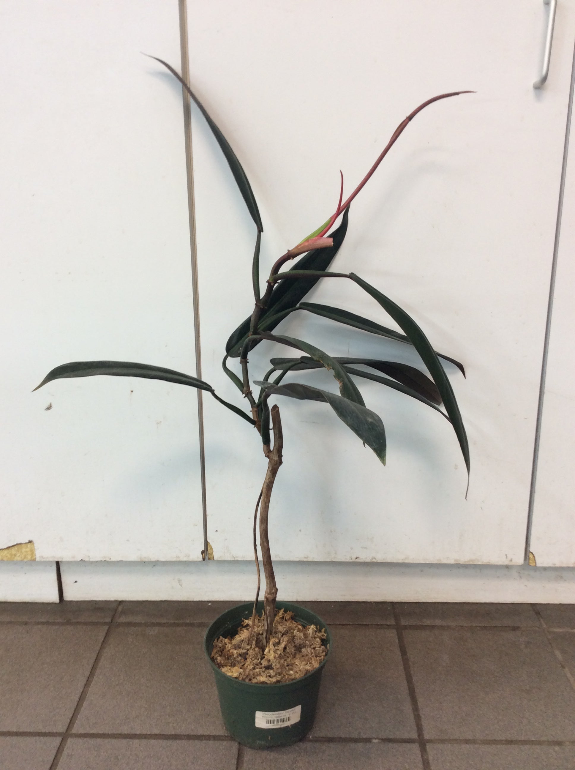 Philodendron Bicolor