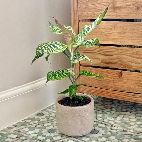 Dracena Goldieana