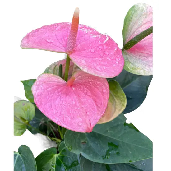 Pink Anthurium Plants