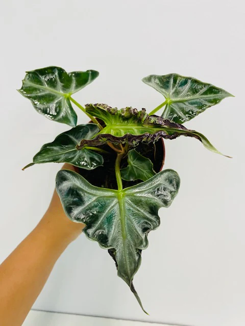 Alocasia Loco