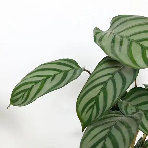 Calathea Setosa, Compact Star