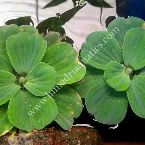 Pistia stratiotes /water cabbage/ water lettuce (1 plant)