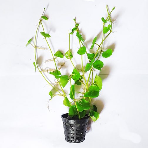 Brazilian pennywort/ Hydrocotyle leucocephala (large pot)