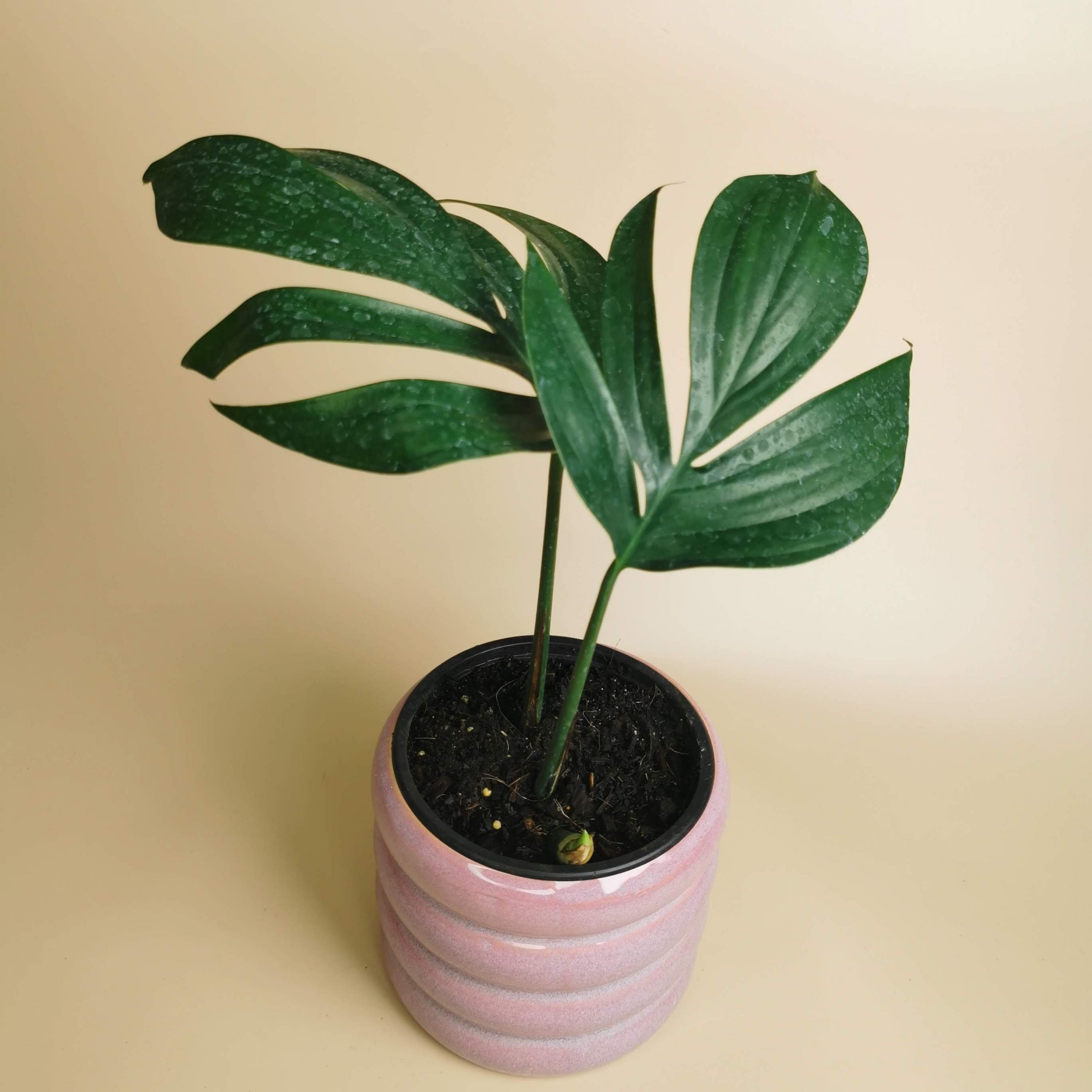 Rhaphidophora Decursiva