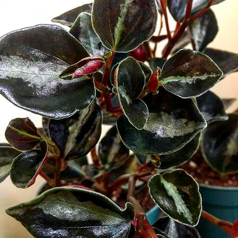 Columbian Peperomia (Galaxy pepperomia)