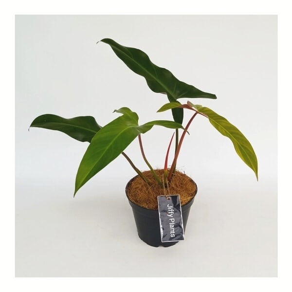 Philodendron Mexicanum