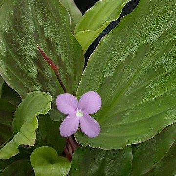 Peacock Ginger (plant clump)