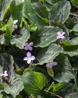Peacock Ginger (plant clump)