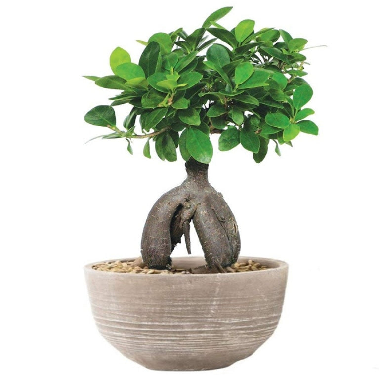 Ficus Bonsai