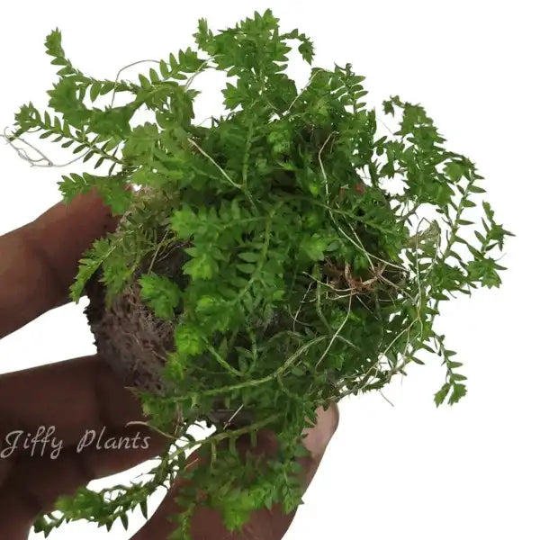 Club Moss, Lycopodium Clavatum