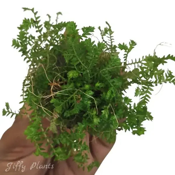 Club Moss, Lycopodium Clavatum