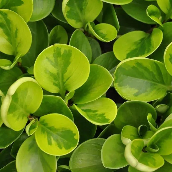 Baby Rubber Plant Lemon Lime, Pepperomia Obtusifolia