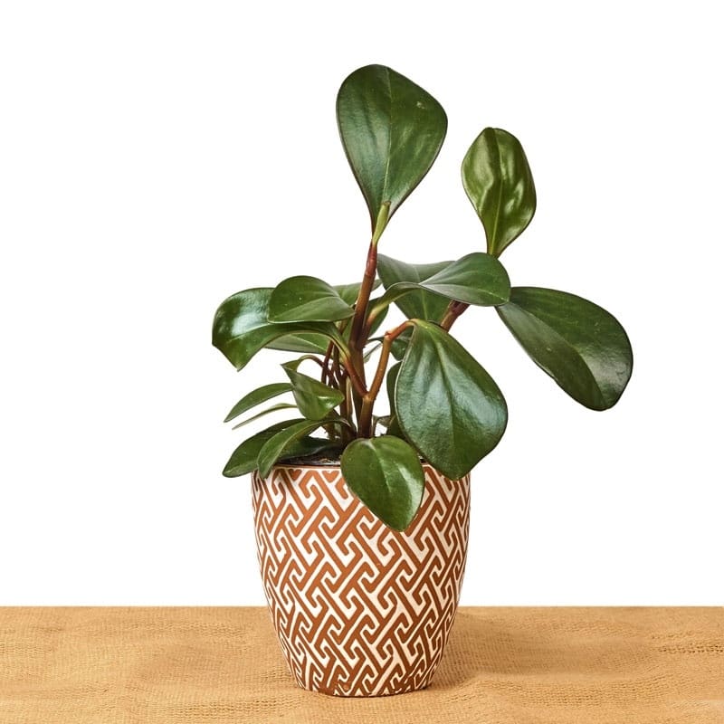 Babby rubber plant Red edge oval leaf(Pepperomia obtusifolia)