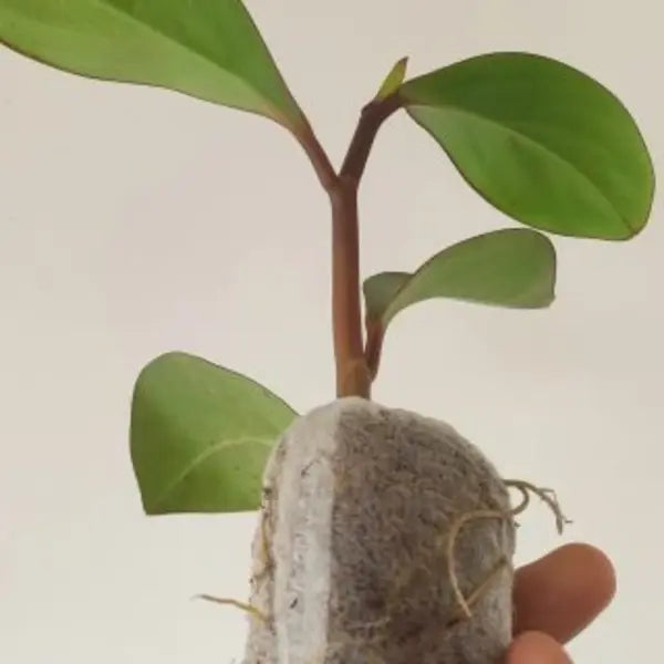 Babby rubber plant Red edge oval leaf(Pepperomia obtusifolia)