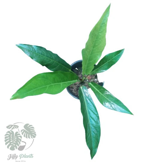 Anthurium Hookeri Bird’s Nest