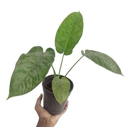 Schismatoglottis Scortechinii Hook