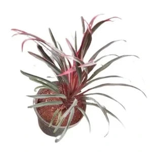 American Dracenia