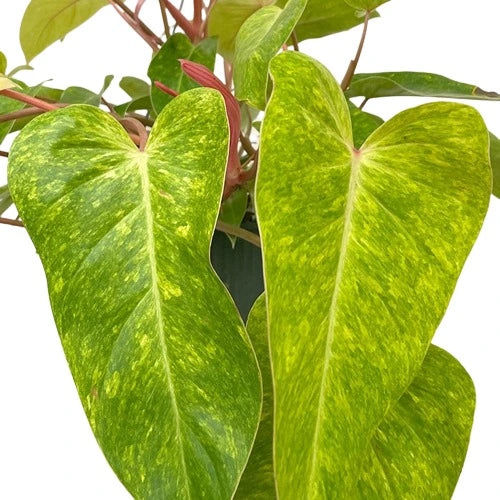 Philodendron Painted Lady