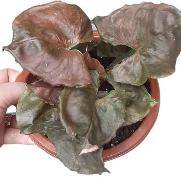 Syngonium Chocolate Miniature