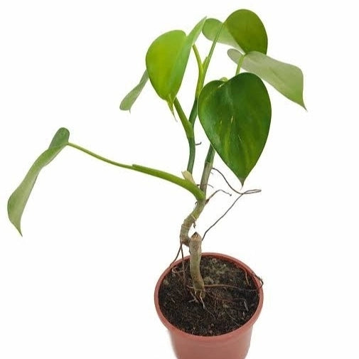 Philodendron Microstictum