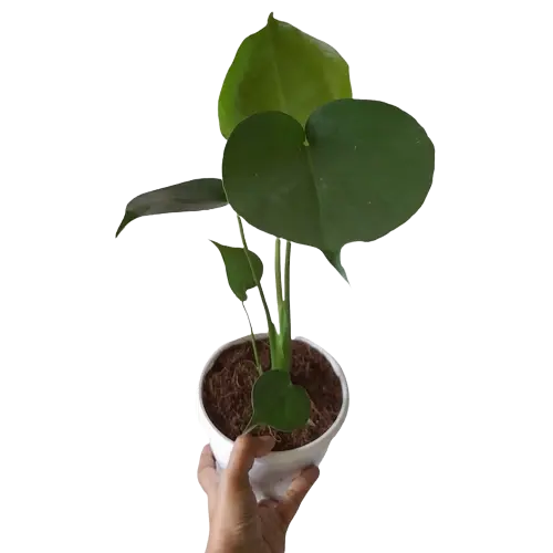 Monstera Deliciosa Live Plant - Juvenile